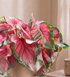 Caladium Rose