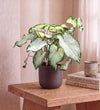 Caladium White