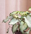 Caladium White