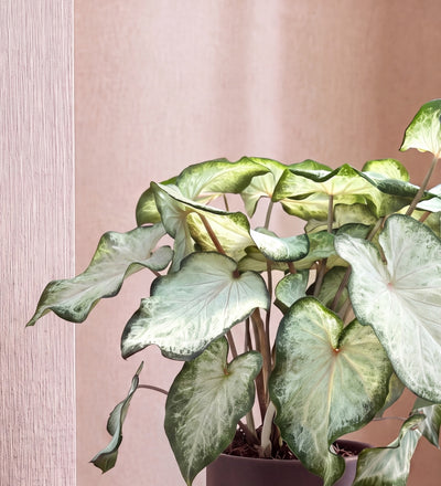 Caladium White