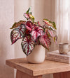 Caladium Bicolour