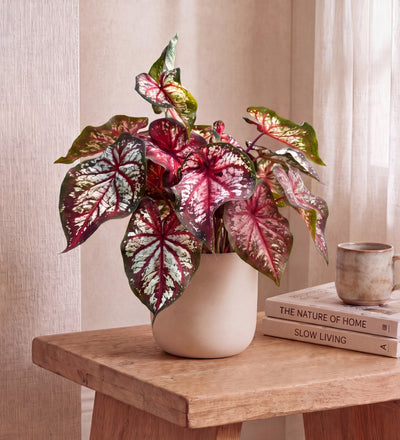 Caladium Bicolour