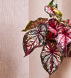 Caladium Bicolour