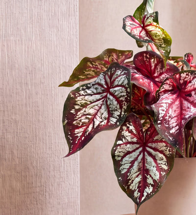 Caladium Bicolour