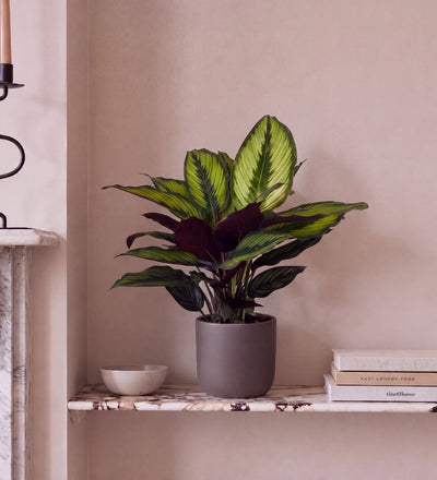 Calathea Beauty Star
