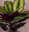Calathea Beauty Star