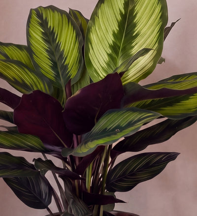 Calathea Beauty Star