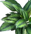 Calathea Beauty Star