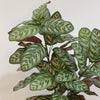 Artificial Calathea Bush