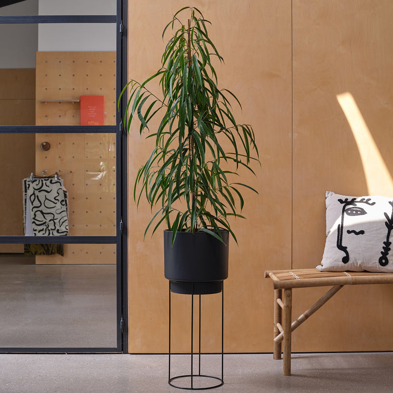 Ficus Amstel King