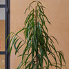 Ficus Amstel King