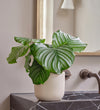 Calathea Orbifolia