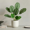 Artificial Calathea Orbifolia