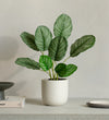 Artificial Calathea Orbifolia