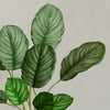 Artificial Calathea Orbifolia
