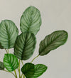 Artificial Calathea Orbifolia