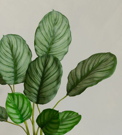 Artificial Calathea Orbifolia