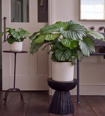 Calathea Orbifolia