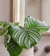 Calathea Orbifolia