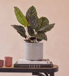 Calathea Ornata