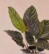 Calathea Ornata