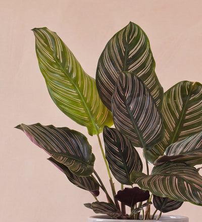 Calathea Ornata