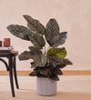 Calathea Ornata