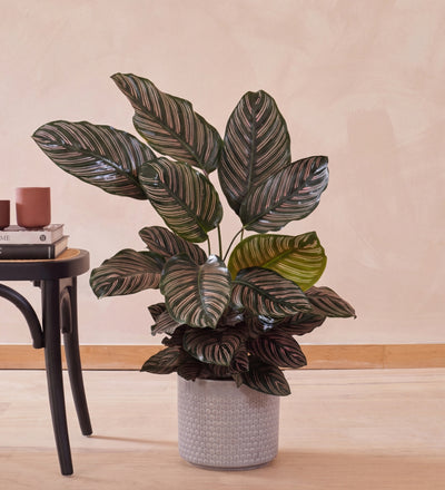 Calathea Ornata