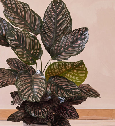 Calathea Ornata