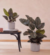 Calathea Ornata