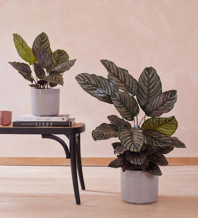 Calathea Ornata