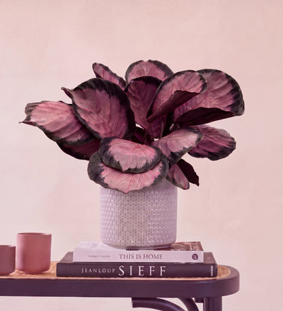 Calathea Rosy