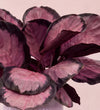 Calathea Rosy
