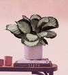 Calathea Rosy