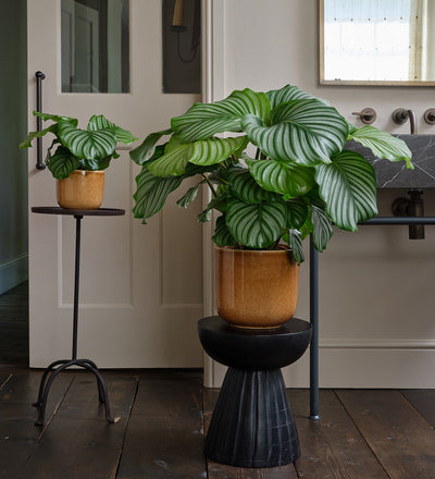 house plants with large striped leaves Calathea Orbifolia