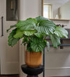 Calathea Orbifolia
