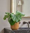 Calathea Orbifolia