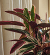 Calathea Stromanthe Triostar