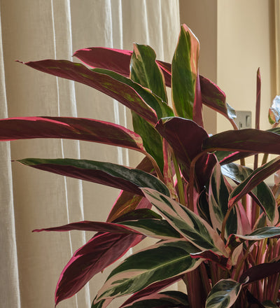 Calathea Stromanthe Triostar