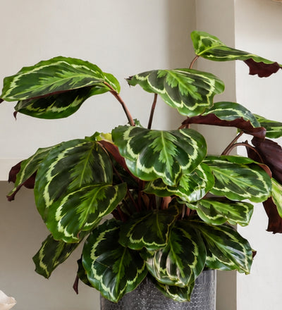 Rose Painted Calathea