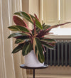 Calathea Triostar