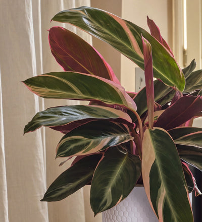 Calathea Triostar
