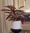 Calathea Triostar