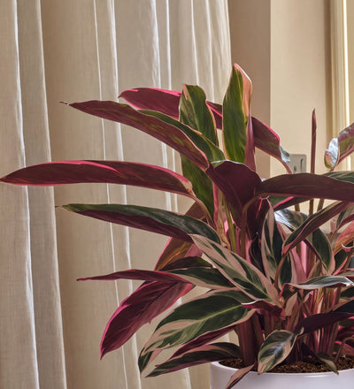 Calathea Triostar