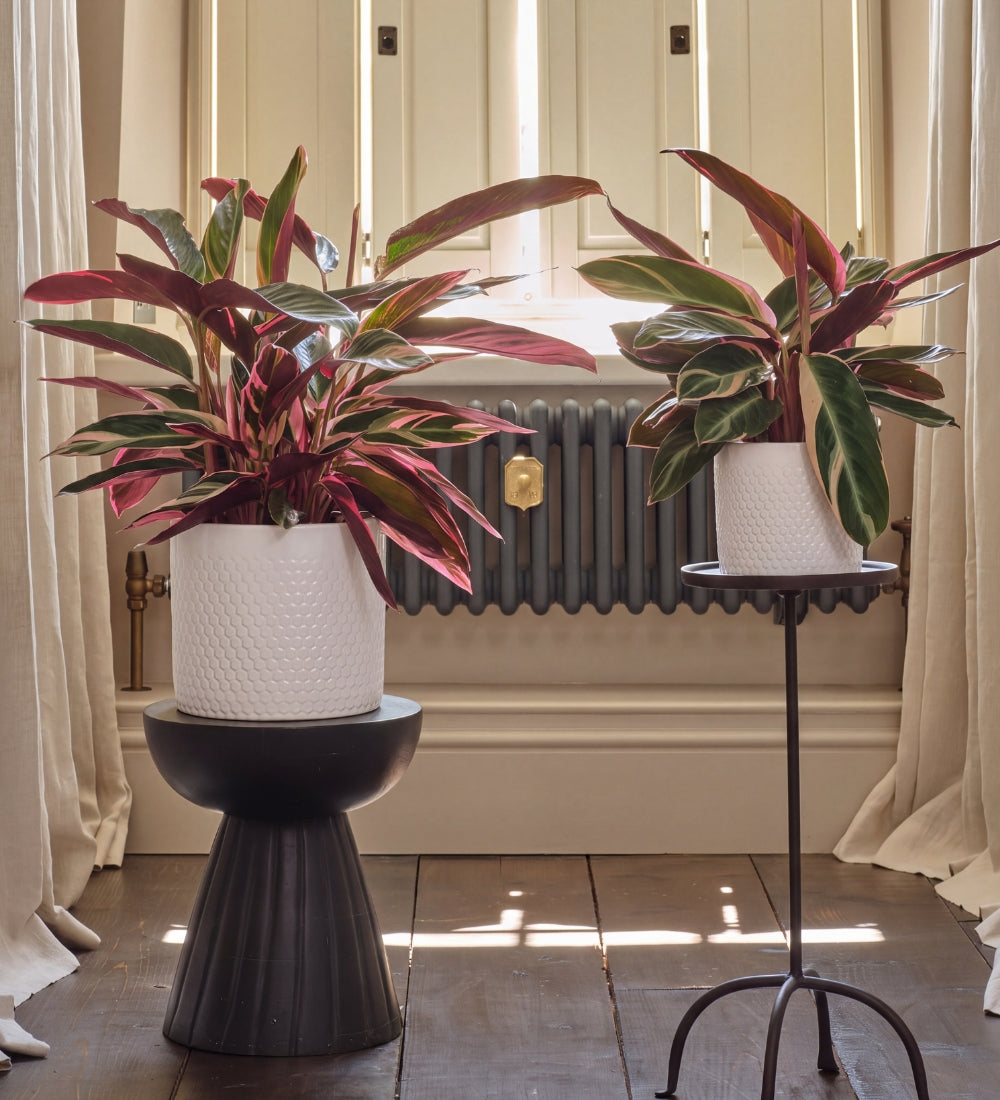 Calathea Triostar