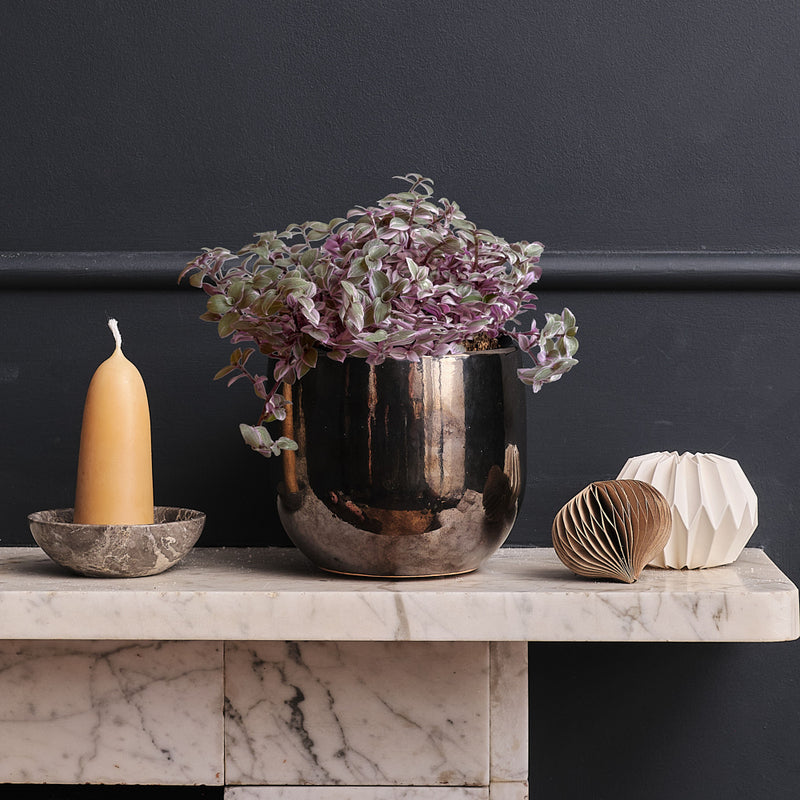 Callisia Rosato & Pot