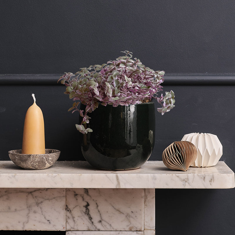 Callisia Rosato & Pot