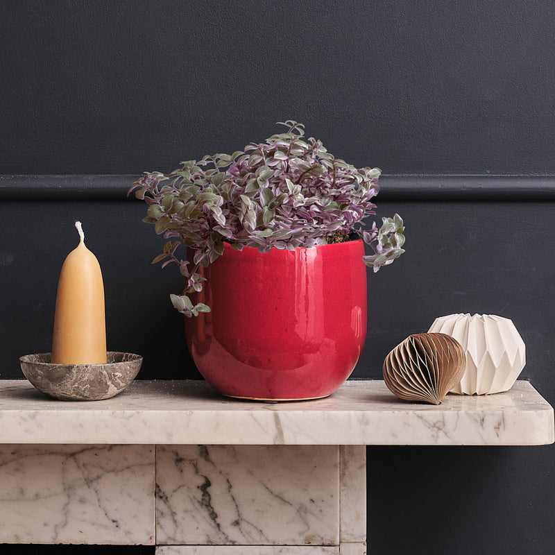 Callisia Rosato & Pot