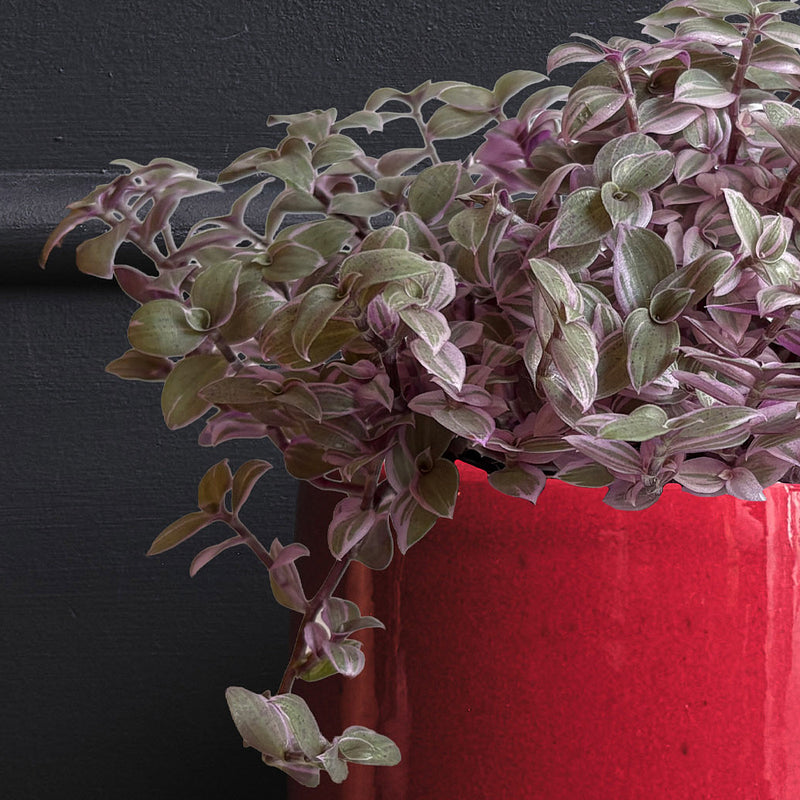 Callisia Rosato & Pot