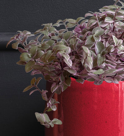 Callisia Rosato & Pot